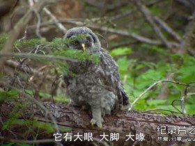 动物世界纪录片:BBC自然界的恶魔 Nightmares Of Nature 第一季+第二季