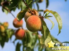 小学生作文素材:描写桃子的好句好段汇总,赶紧收藏牢记吧!