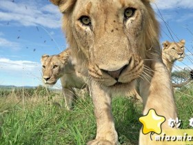 非洲大草原的动物世界：经典纪录片Serengeti（塞伦盖蒂）高清版