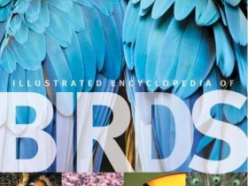 鸟类百科全书 DK Illustrated encyclopedia of birds 电子书PDF 高清下载
